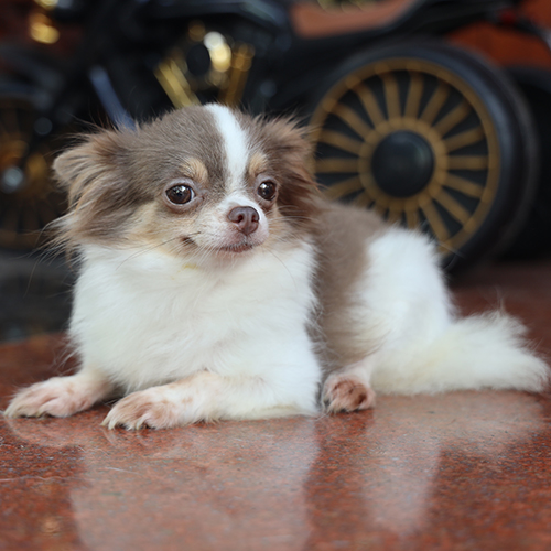 chó Chihuahua mini lông dài màu lilac bò sữa nằm nghỉ, ảnh thật bé đang sẵn tại Chạm Pets