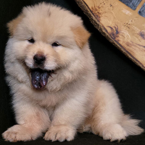 Chó Chow Chow con màu kem lông xù, lưỡi xanh đen, ảnh/video thật tại Chạm Pets