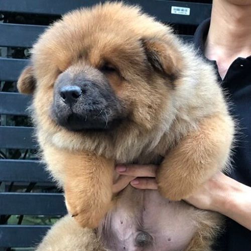 Chó Chow Chow con màu vàng (đực) mặt xám, form bầu, lông xù dày, ảnh/video thật tại Chạm Pets