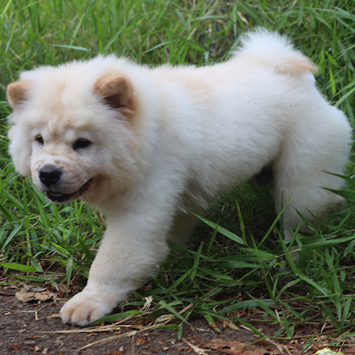 Chó Chow Chow con màu vàng kem đang đi dạo, lông xù, ảnh/video thật tại Chạm Pets