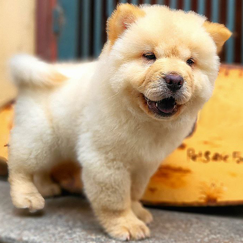 Chó Chow Chow con màu vàng kem đang đi, lông xù dày, form chắc, ảnh/video thật tại Chạm Pets
