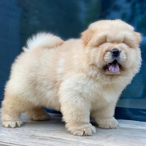 Chó Chow Chow con màu vàng kem (đực) lông xù dày, form mập chắc, ảnh/video thật tại Chạm Pets