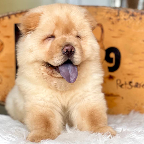 Chó Chow Chow con màu vàng kem, lưỡi xanh đen, lông xù dày, ảnh/video thật tại Chạm Pets