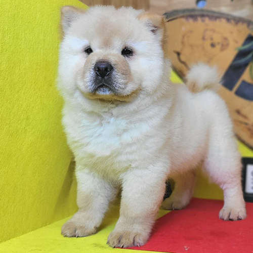 Chó Chow Chow lông ngắn (smooth coat) màu vàng kem dáng đứng, form gọn gàng, ảnh/video thật tại Chạm Pets