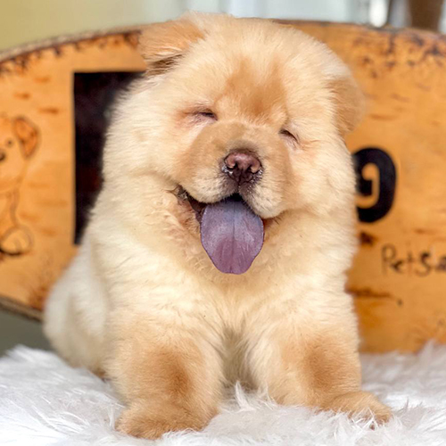 Chó Chow Chow lông xù màu vàng kem cận mặt, lưỡi xanh đen, ảnh/video thật tại Chạm Pets