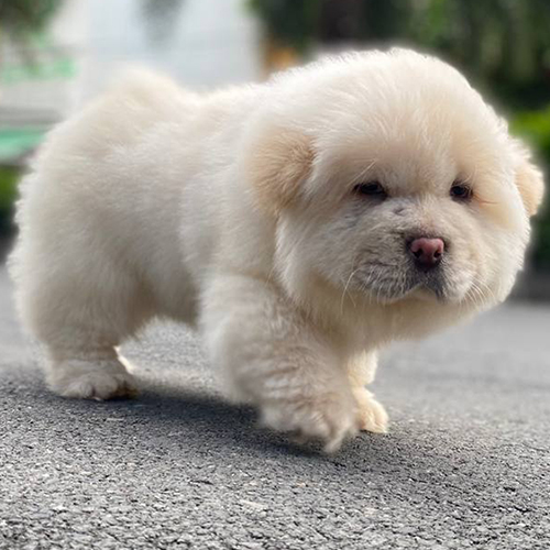 Chó Chow Chow mini lông xù màu vàng kem đang đi, form nhỏ gọn, ảnh/video thật tại Chạm Pets
