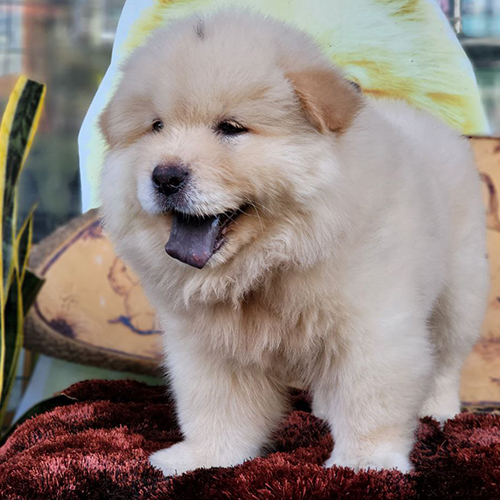 Chó Chow Chow con màu vàng kem (cái), lông xù, lưỡi xanh đen, ảnh/video thật tại Chạm Pets