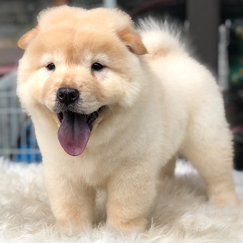 Chó Chow Chow vàng kem con đang sẵn, ảnh & video thật tại Chạm Pets, bé đực lông xù dày, mặt bầu đáng yêu
