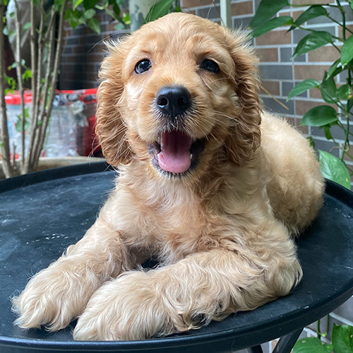 Chó Cocker con vàng kem đang sẵn, ảnh & video thật tại Chạm Pets 🐾🎥