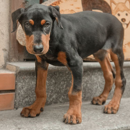 Chó Doberman đen vàng đực cận mặt, dáng đứng chắc, ảnh thật tại Chạm Pets