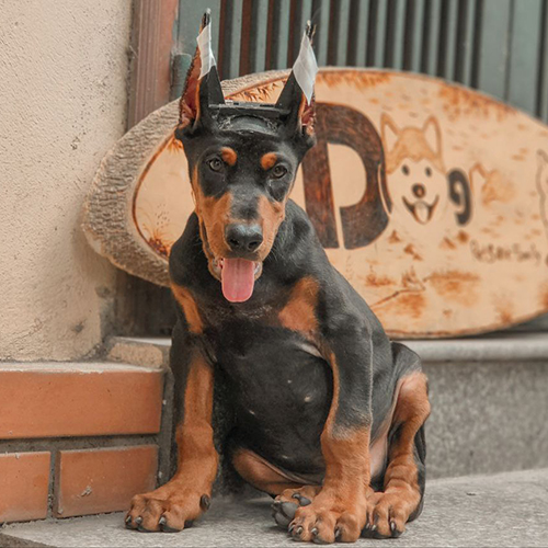 Chó Doberman đen vàng đực ngồi thẳng, mask rõ, ảnh thật tại Chạm Pets
