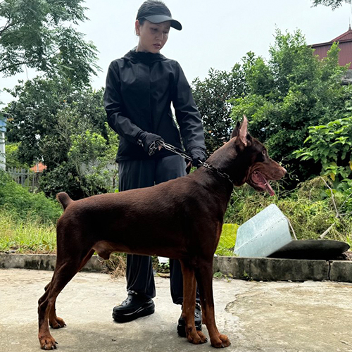 Chó Doberman đực giống trưởng thành nhà Chạm Pets đứng dáng chuẩn, cơ bắp săn chắc, ảnh & video thật