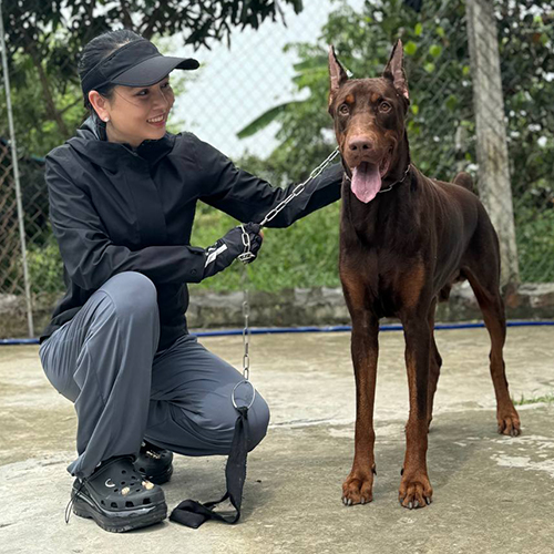 Chó Doberman màu nâu đực trưởng thành đứng dáng chuẩn, ảnh thật tại Chạm Pets