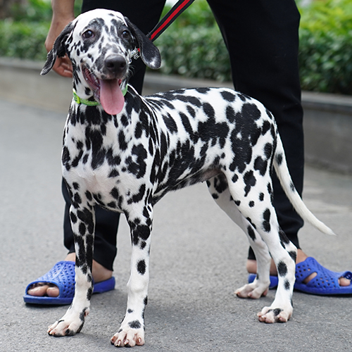 Chó Đốm Dalmatian đang sẵn, đứng dáng chuẩn, đốm đen tương phản, đeo dây dắt ngoài trời 🐾