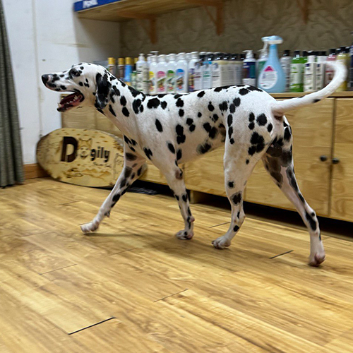 Chó Đốm Dalmatian đang sẵn, đi dáng thẳng chân, đốm đen rõ, chụp góc ngang trong phòng 🐾