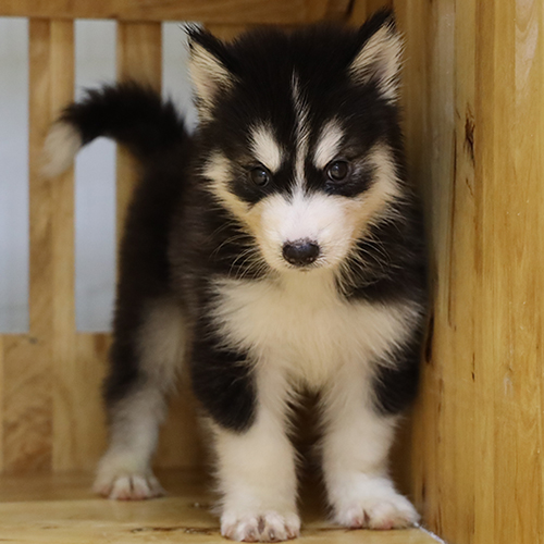 Chó Husky con đen trắng 2 tháng tuổi đứng trong chuồng gỗ, mask rõ, ảnh thật tại Chạm Pets