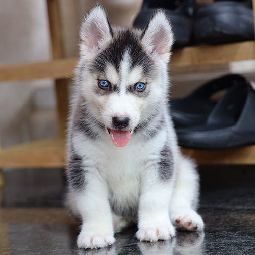 Chó Husky con đen trắng mắt xanh 2 tháng tuổi đang sẵn, ảnh chụp thật tại Chạm Pets