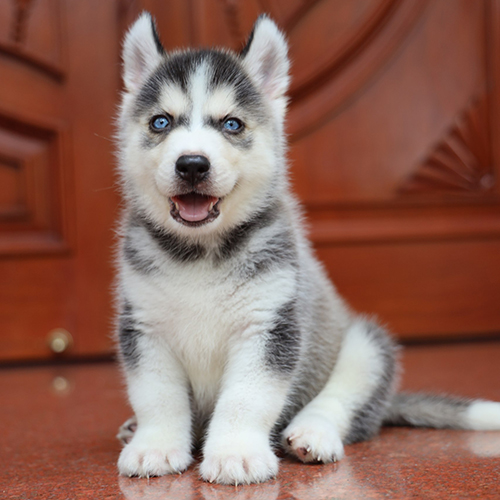 Chó Husky đen trắng con đang sẵn, ảnh & video thật tại Chạm Pets, bé đực mắt xanh, mặt mask rõ, lông dày