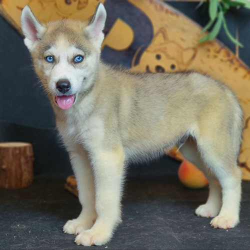 Chó Husky mắt xanh 2 tháng tuổi màu vàng kem đứng dáng đẹp, ảnh chụp thật tại Chạm Pets