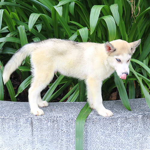 Chó Husky màu kem trắng kem đứng trên bờ đá cạnh bụi lá xanh, ảnh chụp thật tại Chạm Pets