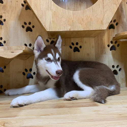 Chó Husky nâu đỏ 4 tháng tuổi nằm thư giãn trong khu gỗ, ảnh chụp thật tại Chạm Pets