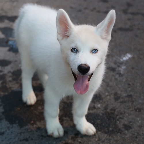 Chó Husky trắng mắt xanh đứng nhìn cận mặt, ảnh chụp thật tại Chạm Pets