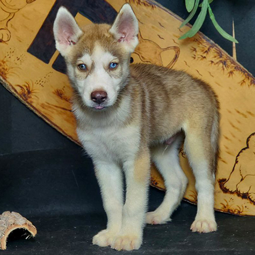 Chó Husky màu vàng kem mắt xanh đứng dáng gọn, mask sáng và form cân đối, ảnh thật tại Chạm Pets