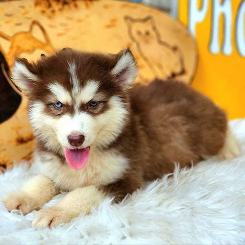 Chó Husky Wooly nâu đỏ nằm thư giãn, lông dài dày xù và mắt xanh nổi bật, ảnh thật tại Chạm Pets