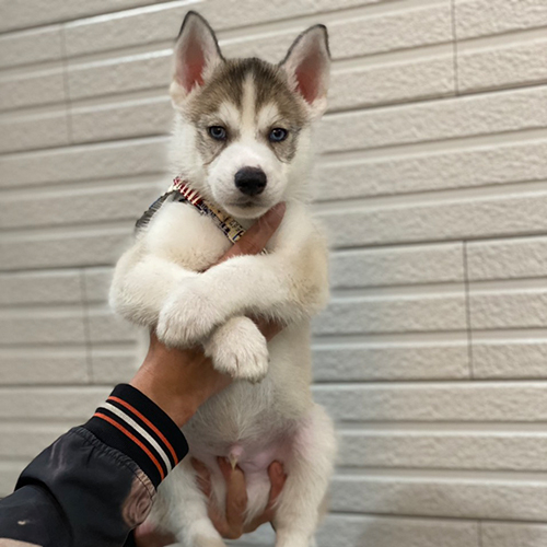 Chó Husky xám trắng con 2 tháng tuổi được bế trên tay, ảnh chụp thật tại Chạm Pets