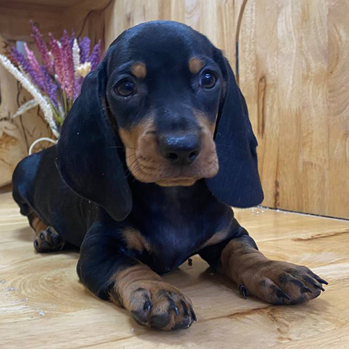 Chó Lạp Xưởng đen vàng 3 tháng tuổi nằm trên sàn gỗ