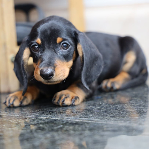 Chó Lạp Xưởng đen vàng nằm trên nền sàn, nhìn cận mặt