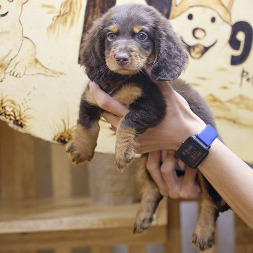 Chó Lạp Xưởng lông dài màu socola nâu vàng được bế trên tay, ảnh thật tại Chạm Pets