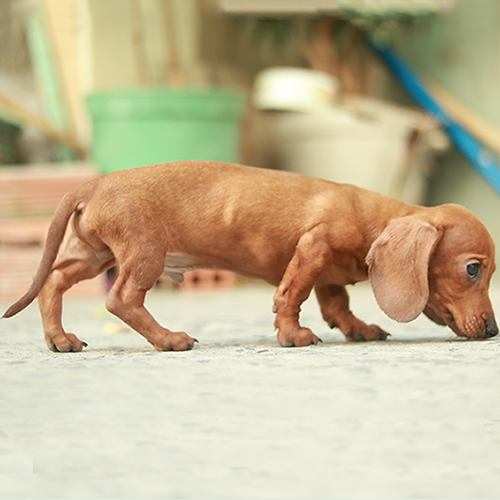 Chó Lạp Xưởng vàng bò đi ngang, ảnh thật thấy rõ dáng thân dài chân ngắn