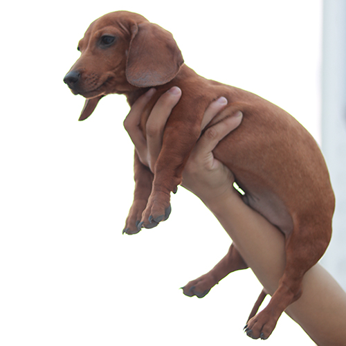 Chó Lạp Xưởng vàng bò được bế trên tay, ảnh thật giúp xem cận mặt và màu lông