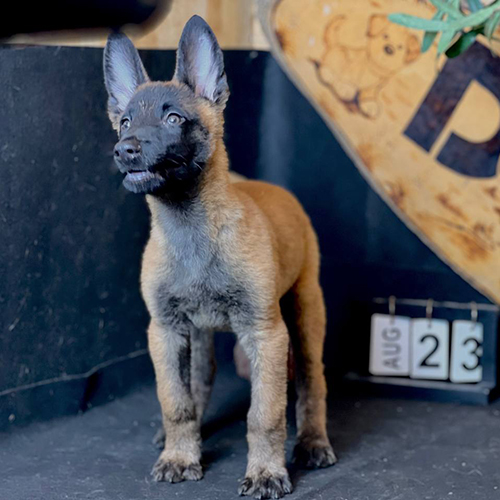 Chó Malinois (Béc Bỉ) con đen vàng ngồi thẳng, tai dựng, mặt đen, đang sẵn tại Chạm Pets
