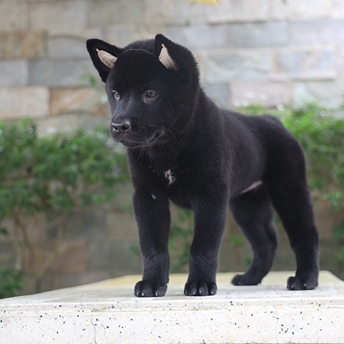 Chó Mông cộc đen đang sẵn, ảnh thật dáng đứng ngoài trời 🐾