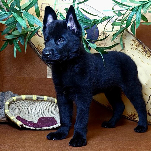 Chó Mông cộc đen 2 tháng tuổi đang sẵn, ảnh thật toàn thân 🐾