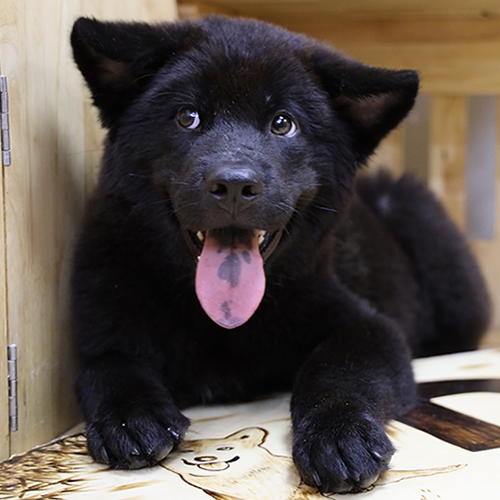 Chó Mông cộc màu đen đang sẵn, ảnh thật cận mặt 🐾