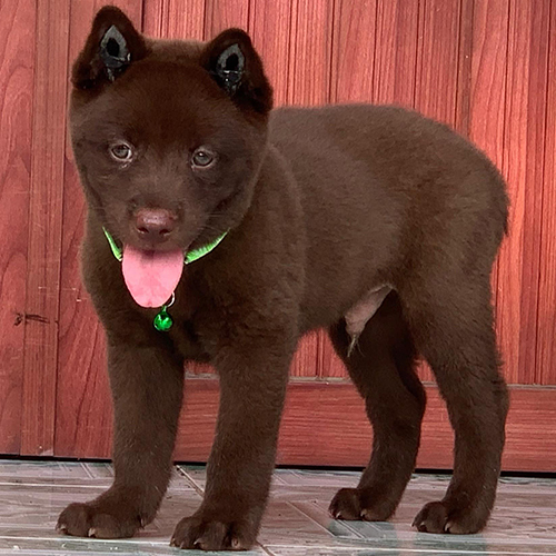 Chó Mông cộc nâu đỏ 2 tháng tuổi đang sẵn, ảnh thật toàn thân 🐾