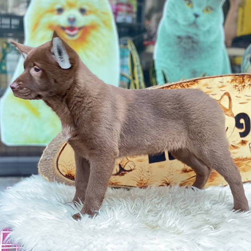 Chó Mông cộc nâu 3 tháng tuổi đang sẵn, ảnh thật dáng đứng 🐾