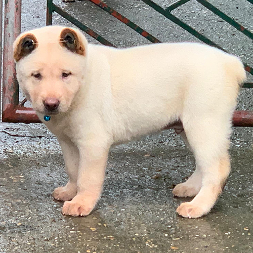 Chó Mông cộc trắng 2 tháng tuổi đang sẵn, ảnh thật dáng đứng 🐾