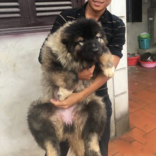Chó Ngao Nga con lông dày, bám tay to đang sẵn tại Chạm Pets (ảnh thật)