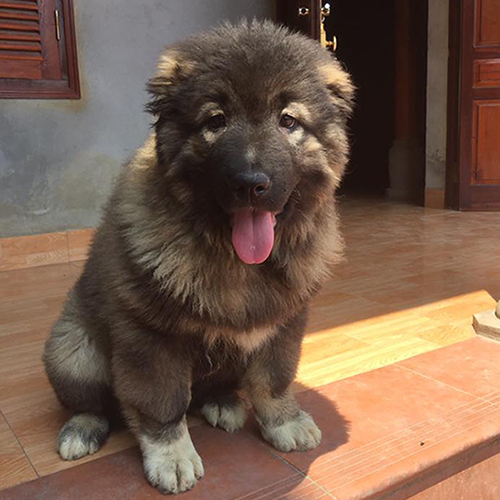 Chó Ngao Nga con lông dày đang sẵn tại Chạm Pets (ảnh thật)