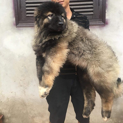 Chó Ngao Nga con lông dày màu xám vện đang sẵn tại Chạm Pets (ảnh thật)