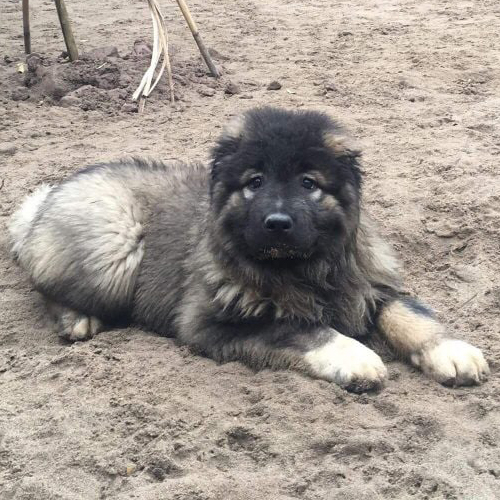 Chó Ngao Nga đực lông dày đang sẵn tại Chạm Pets (ảnh thật)