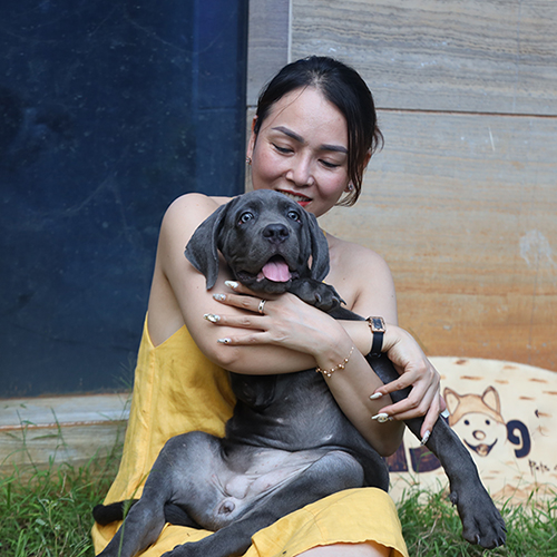 Chó Ngao Ý (Cane Corso) màu blue xám được bồng trên tay, ảnh chụp thực tế tại Chạm Pets
