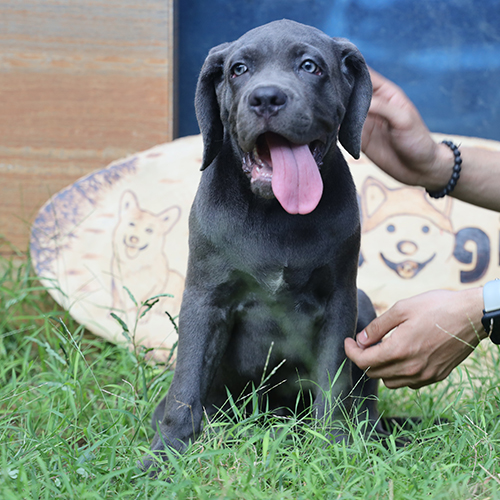 Chó Ngao Ý cái Blue xám 2 tháng tuổi đang sẵn tại Chạm Pets, ảnh chụp thực tế