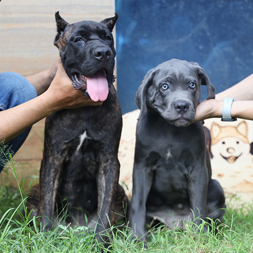 Đôi chó Ngao Ý Cane Corso con đang sẵn, ảnh & video thật tại Chạm Pets, 1 bé vện đen và 1 bé blue mắt sáng, dáng chắc khỏe