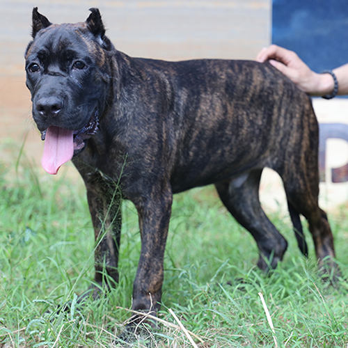 Chó Ngao Ý (Cane Corso) đực vện 5 tháng tuổi đang sẵn tại Chạm Pets, ảnh chụp thực tế