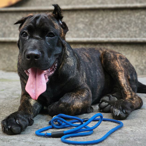 Chó Ngao Ý (Cane Corso) vện đực 5 tháng tuổi nằm nghỉ, ảnh chụp thực tế